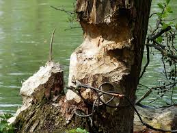 Beaver Damage